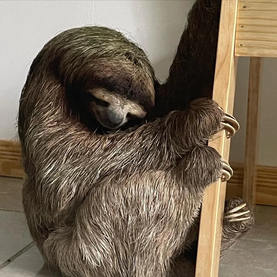 Un perezoso agarrado al perchero de madera de una habitación, con la cara escondida.